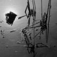 Rizières en hiver, Camargue ,1960